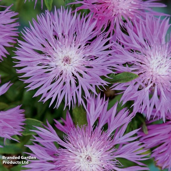 Summer Perennial Plant Bundle