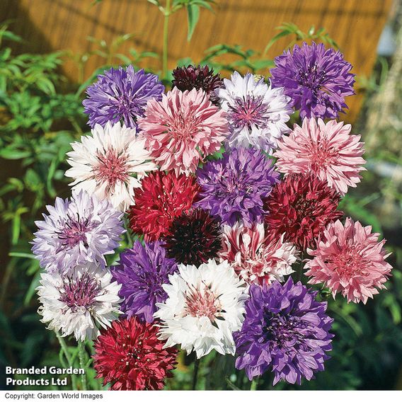 Cornflower 'Polka Dot Mix' - Seeds