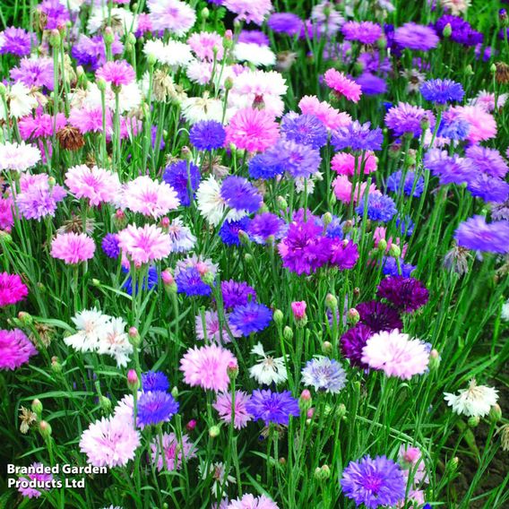 Cornflower 'Polka Dot Mix' - Seeds