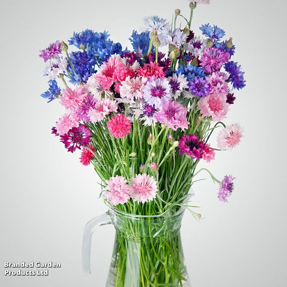 Cornflower 'Polka Dot Mix' - Seeds