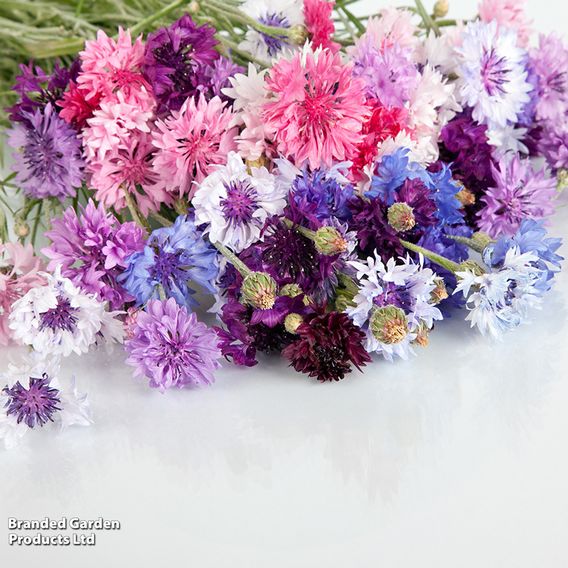 Cornflower 'Polka Dot Mix' - Seeds