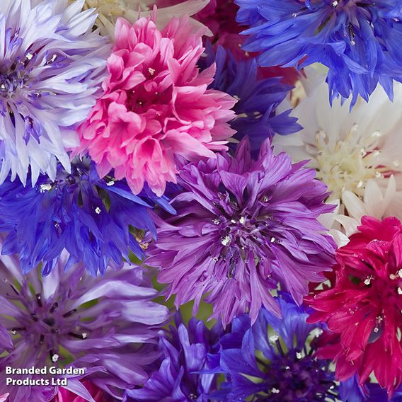 Cornflower 'Polka Dot Mix' - Seeds