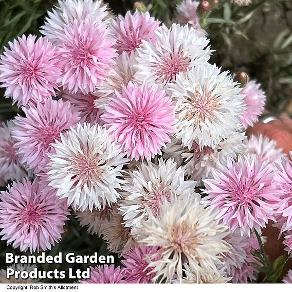 Cornflower 'Tom Pouce Pink' - Seeds