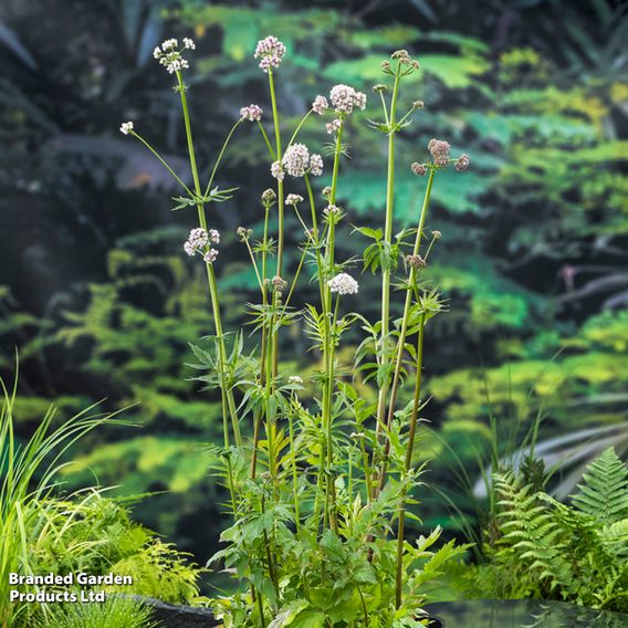 Valeriana officinalis (Marginal Aquatic)