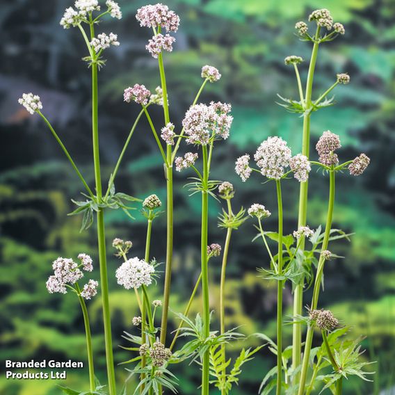 Valeriana officinalis (Marginal Aquatic)