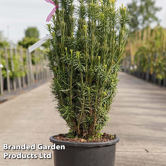 Cephalotaxus harringtonia 'Fastigiata'