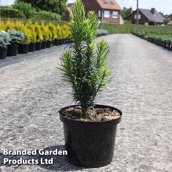 Cephalotaxus harringtonia 'Fastigiata'