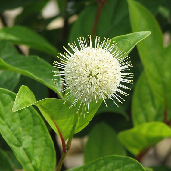 Cephalanthus occidentalis 'Fiber Optics'