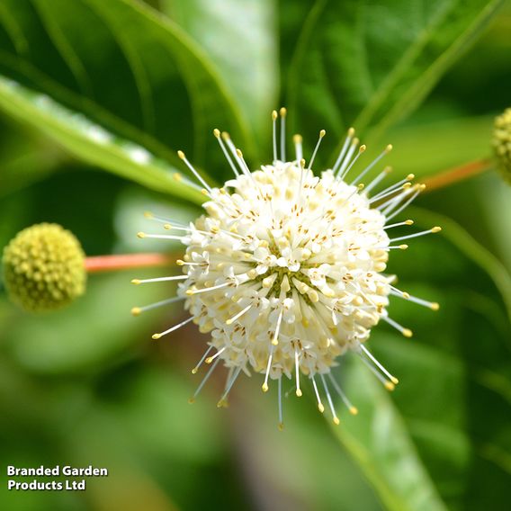 Cephalanthus occidentalis 'Fiber Optics'