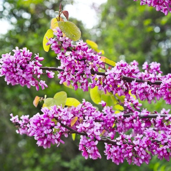 Cercis 'Eternal Flame'