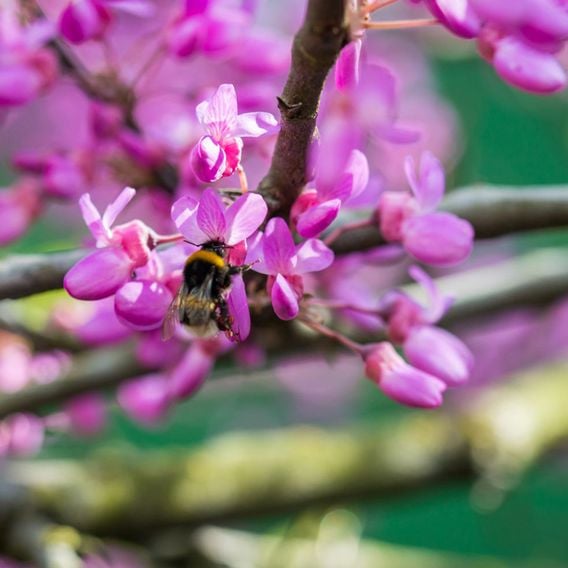 Cercis 'Eternal Flame'