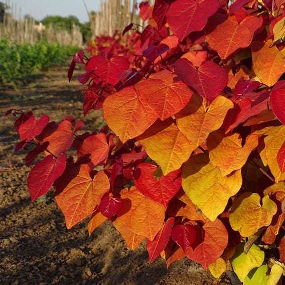 Cercis 'Eternal Flame'