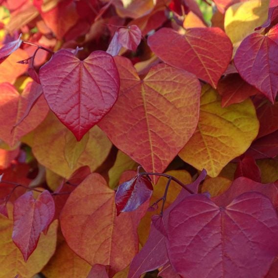 Cercis 'Eternal Flame'