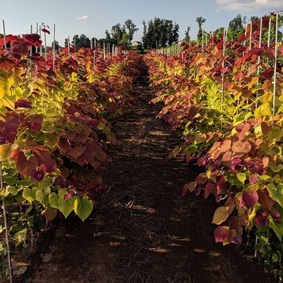 Cercis 'Eternal Flame'