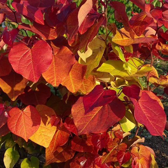 Cercis 'Eternal Flame'