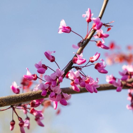 Cercis 'Eternal Flame'