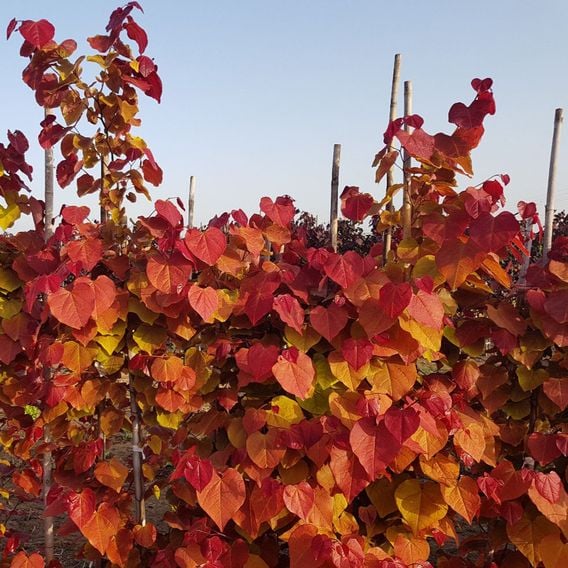 Cercis 'Eternal Flame'