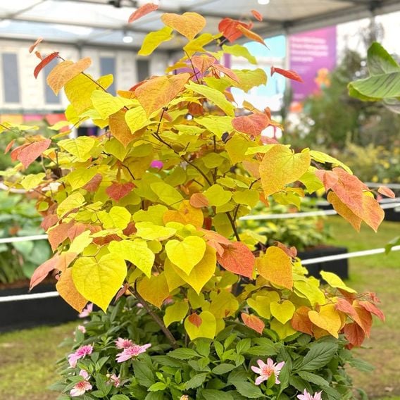 Cercis 'Eternal Flame'