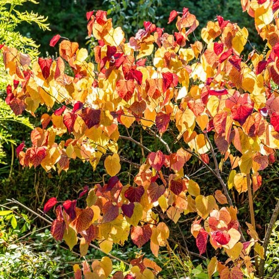 Cercis 'Eternal Flame'