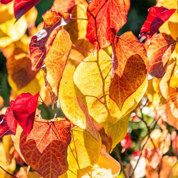 Cercis 'Eternal Flame'
