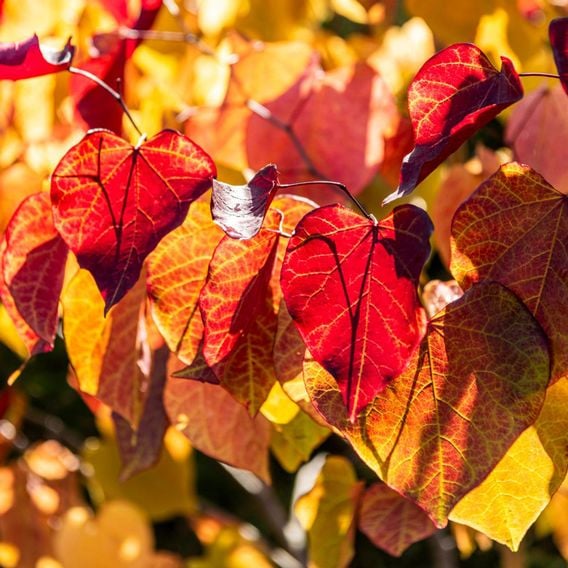 Cercis 'Eternal Flame'