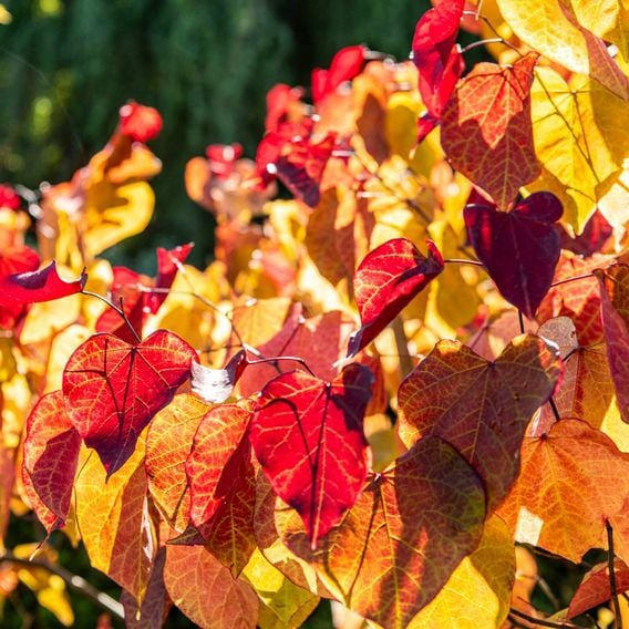 Cercis 'Eternal Flame'