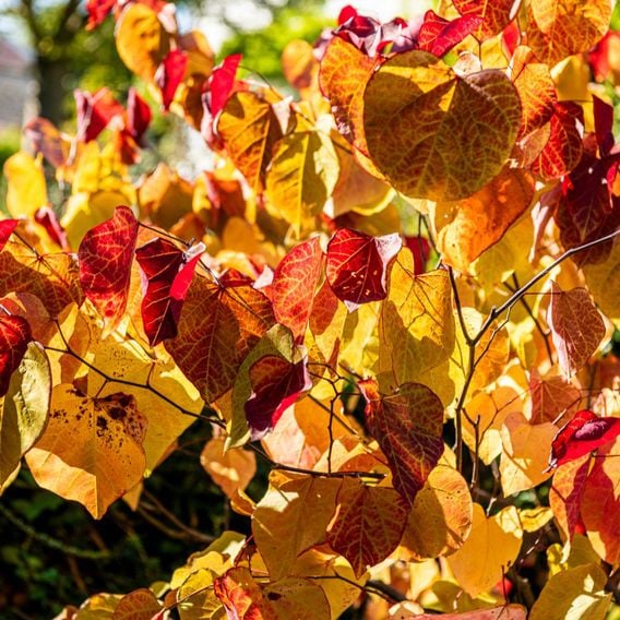 Cercis 'Eternal Flame'