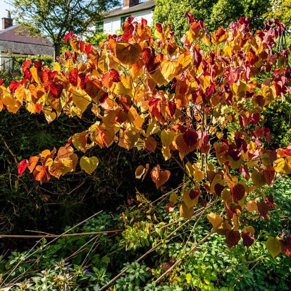 Cercis 'Eternal Flame'