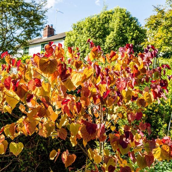 Cercis 'Eternal Flame'