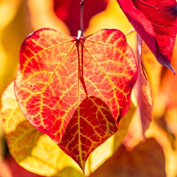 Cercis 'Eternal Flame'