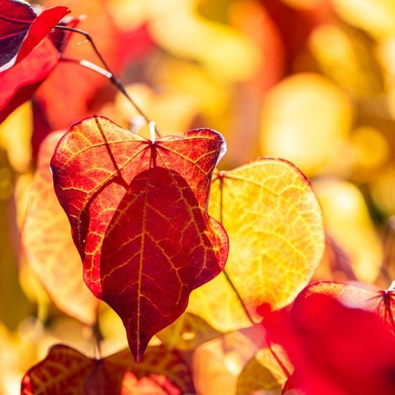Cercis 'Eternal Flame'