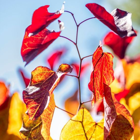 Cercis 'Eternal Flame'