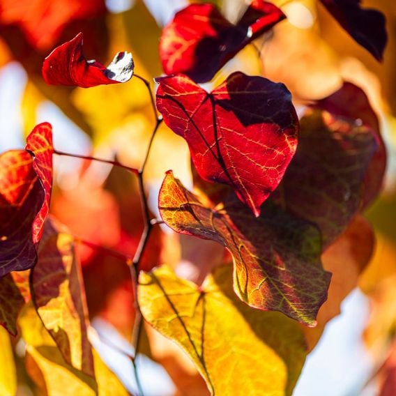 Cercis 'Eternal Flame'