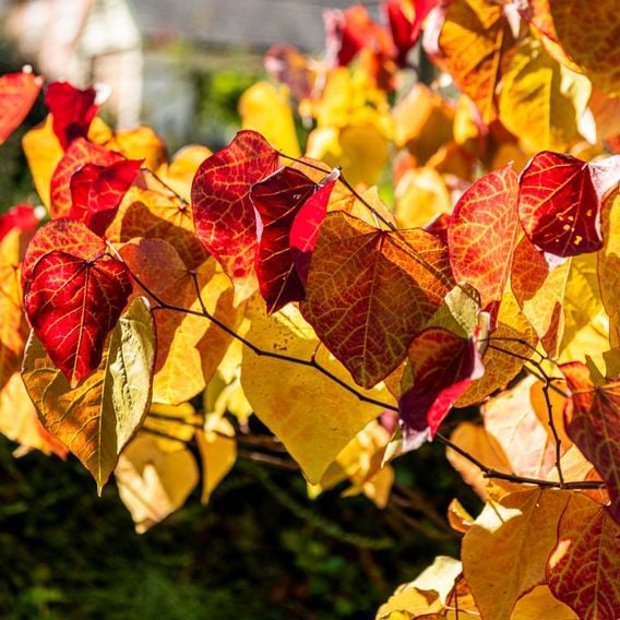 Cercis 'Eternal Flame'