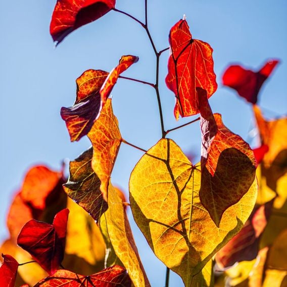 Cercis 'Eternal Flame'