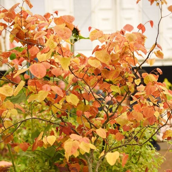 Cercis 'Eternal Flame'