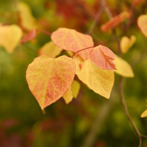 Cercis 'Eternal Flame'