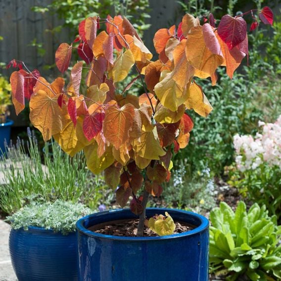 Cercis 'Eternal Flame'