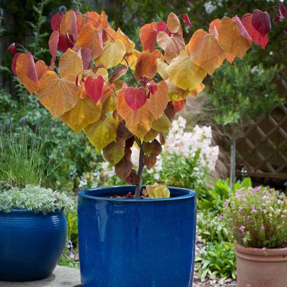 Cercis 'Eternal Flame'
