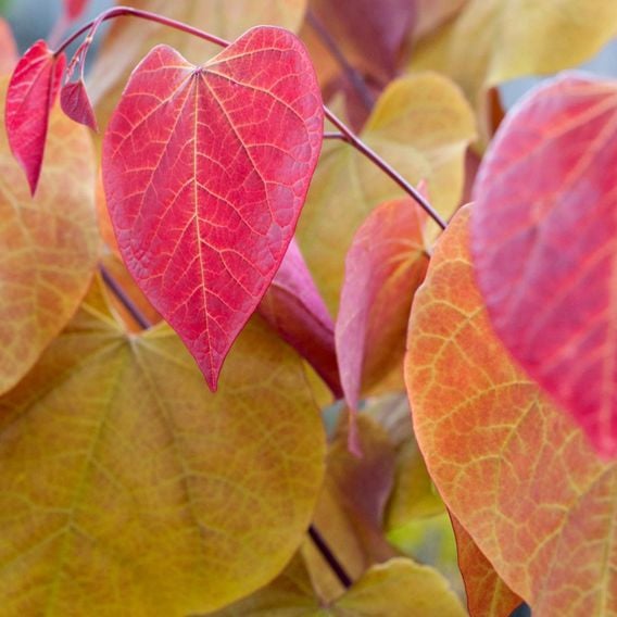 Cercis 'Eternal Flame'