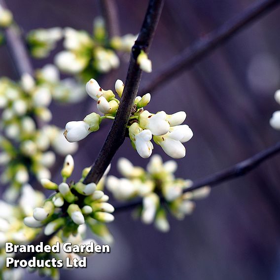 Cercis chinensis 'Shirobana'