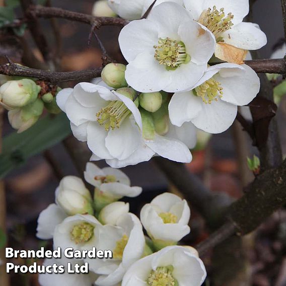 Chaenomeles speciosa 'Nivalis'