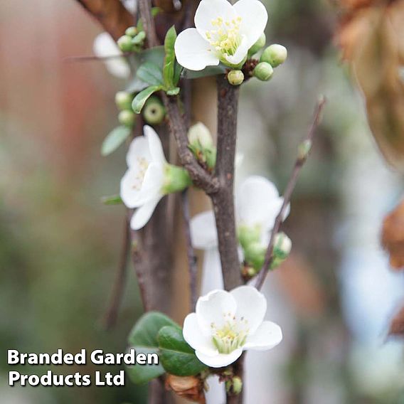 Chaenomeles speciosa 'Nivalis'