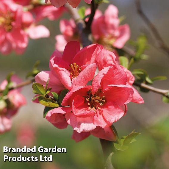 Chaenomeles x superba 'Pink Lady'