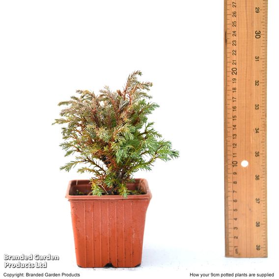 Chamaecyparis pisifera 'Baby Blue'