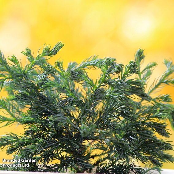 Chamaecyparis pisifera 'Baby Blue'