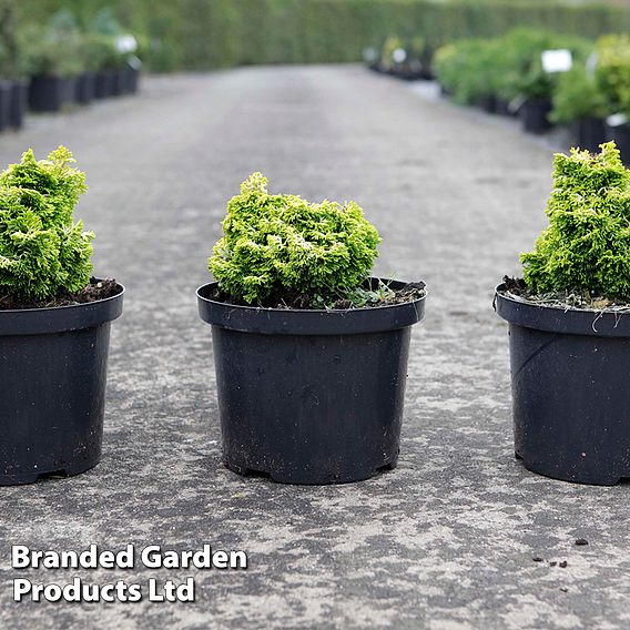 Chamaecyparis obtusa 'Butterball'