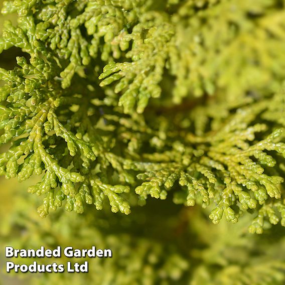 Chamaecyparis obtusa 'Butterball'