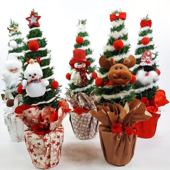 Chamaecyparis 'Christmas Friends'