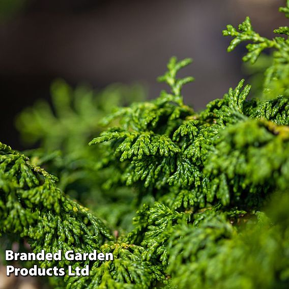 Chamaecyparis obtusa 'Maureen'